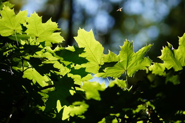 Plakat Green Maple leaves background