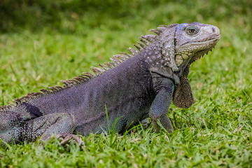 Close up of a Iguana on grass