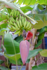 Obraz premium Fresh color of banana tree
