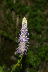 violet flower phyteuma