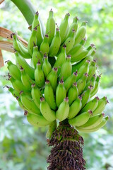 Fresh color of banana tree