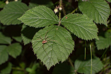 spider opiliones on the leaf 