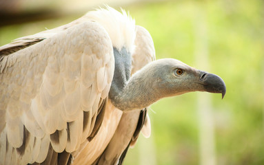 Close up of an African Vulture