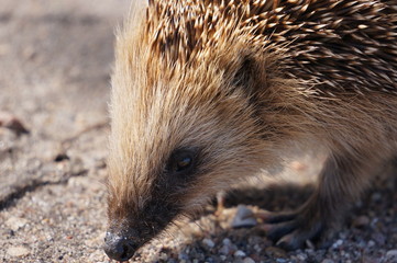 little hedgehog hunter