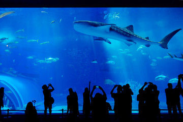 Beautiful Fish in the deep blue sea in Japan Okinawa
