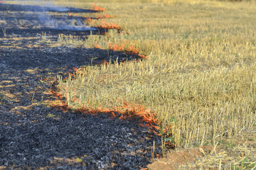 stubble fires and ecology damage