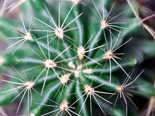 Cactus. Golden barrel cactus