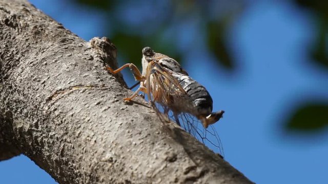 Beautiful nature scene macro cicada. Eyes and wing detail. Cicada insect stick on tree in tropical rain forest.