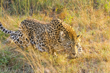 Fototapeta na wymiar African Leopard walking in the grass