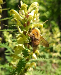 bee
