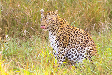 African Leopard walking in the grass