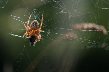 Kreuzspinne mit Beute