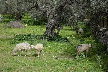 Obraz na płótnie Canvas Schafe auf Kreta