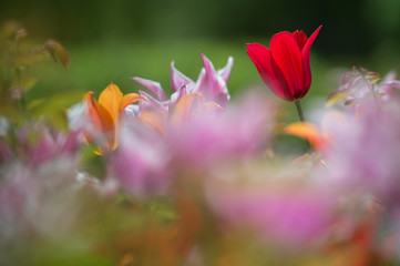 rote Tulpe im Blumenfeld