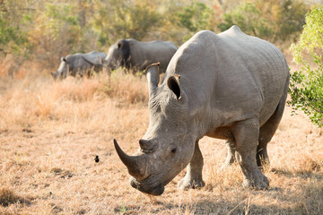 young African White Rhino in a South African Game Reserve