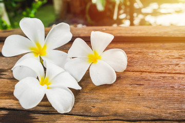 White Frangipani (Plumeria) flowers on wooden floor in morning sun.