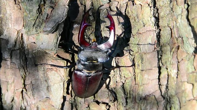 Lucanus cervus, beetle, stag beetle, male