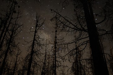 un bosque en las estrellas