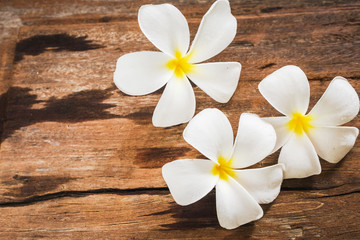 White Frangipai (Plumeria) flowers on wooden floor background