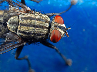 Macro Photo of House Fly Isolated on Background