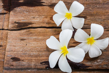 Fototapeta na wymiar White Frangipani (Plumeria) flowers on wooden floor background