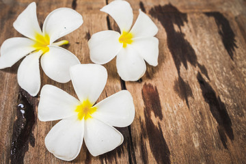 White Frangipani (Plumeria) flowers on wooden floor background