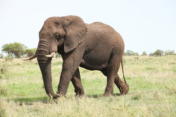 Fototapeta na wymiar African Elephants in South African game reserve
