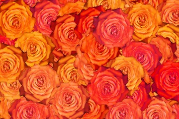 Many blooming red rose flower abstract bright background.