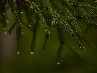 fir branch with drops after rain
