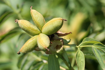 Green unripe pion fruit