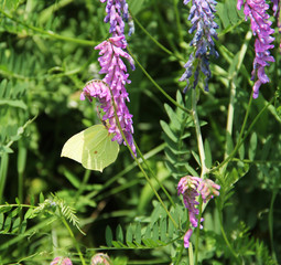 common brimstone (Gonepteryx rhamni) feeding itself on the purple blooms of a blooming plant