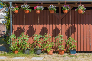 Fototapeta na wymiar Schöne Haus Dekoration mit Hängetöpfen und Tomatenpflanzen an einer Fassade