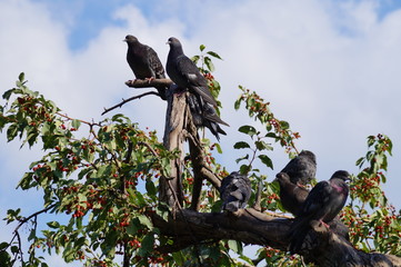 doves on a tree