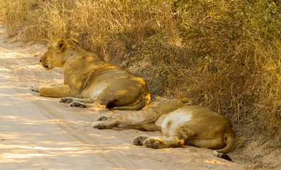 A Pride of African Lions in a Game Reserve