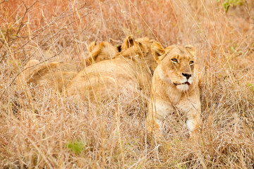  African Lion in a South African Game Reserve