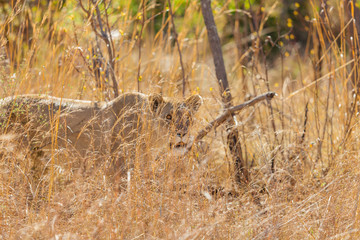  African Lion in a South African Game Reserve