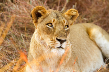 Naklejka premium African Lion in a South African Game Reserve