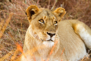  African Lion in a South African Game Reserve