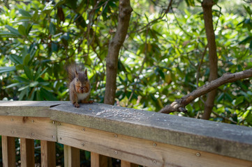 The Red Squirrel (Sciurus Vulgaris)