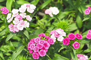 pink and white flower blossom, Green leaves are surrounding the flower. Spring flowering and natural background