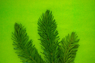 spruce branch on a green background