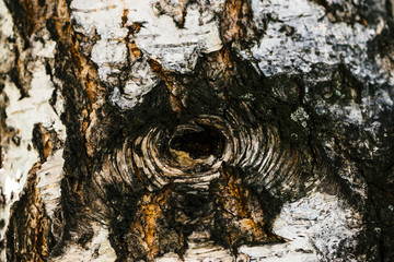 Detailed texture of bark of birch in macro. Unusual fragment of spotted betula surface with hollow...