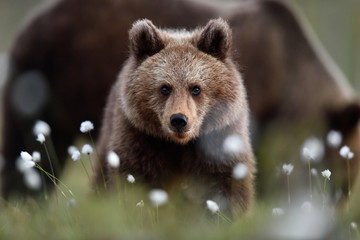Obraz premium Brown bear cub with mother bear in a background