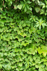 A wall of green leaves