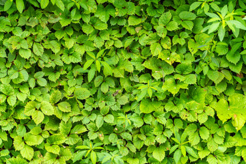 A wall of green leaves