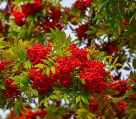 Red berry fruits on the tree