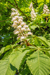 White flowering chestnut tree up close