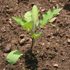 Purple eggplant plant growing in the vegetable garden