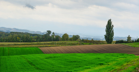 Rural scenery in Biei, Japan