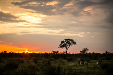 Zebras feeding in a game reserve with Silhouette tree at sunset